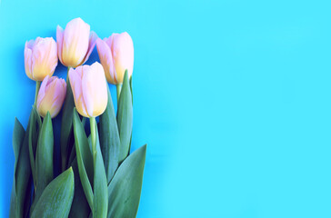 Yellow-pink tulips on a light blue background. Delicate floral arrangement. Background for a greeting card.