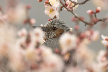 梅の花に包まれるヒヨドリ