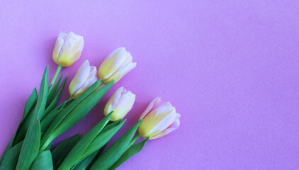 Pink-yellow tulips on a pink background. Spring flowers. Delicate floral arrangement. Background for a greeting card.