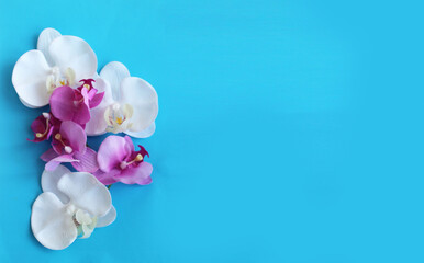 Fototapeta na wymiar White and pink orchid flowers on a blue background. Delicate floral arrangement. Background for a greeting card.