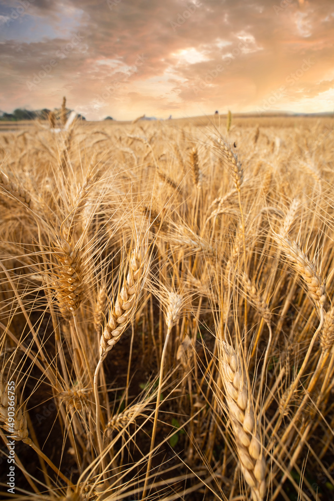 Sticker Close up of wheat ears, Ripening yellow ears of wheat,  field of wheat with shallow depth of field in sunset