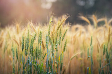 Obraz premium Close up of ripening ears of the green and yellow wheat field on the sunset cloudy orange sky background. Rural landscape of a ripening harvest at sunset