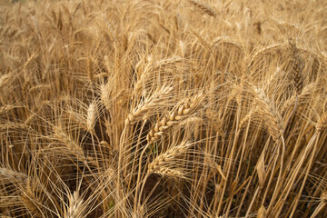 Close up of wheat ears, Ripening yellow ears of wheat,  field of wheat with shallow depth of field in sunset