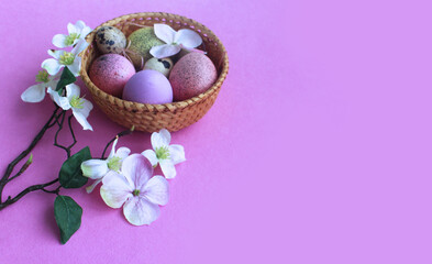 Fototapeta na wymiar Easter flower arrangement -white apple blossoms, multicolored eggs in a wicker basket on a pink background. Background for a greeting card.