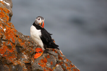 Papageitaucher / Atlantic puffin / Fratercula arctica