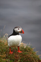 Papageitaucher / Atlantic puffin / Fratercula arctica