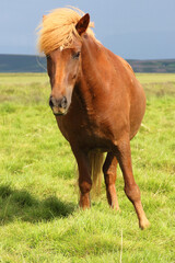 Islandpferd / Icelandic horse / Equus ferus caballus