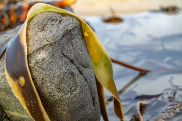 Shiny wet seaweed leaves on a sand. Close up