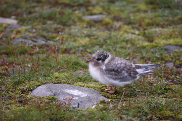 Küstenseeschwalbe / Arctic tern / Sterna paradisaea.