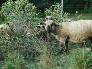 Closeup of Hampshire ewe sheep standing on and inside, intertwined in branches and leaves while grazing on a fallen tree's branches leaves lying on the ground. Quite funny and cute at the same time