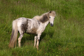 Obraz premium Islandpferd / Icelandic horse / Equus ferus caballus