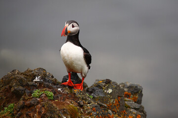 Papageitaucher / Atlantic puffin / Fratercula arctica