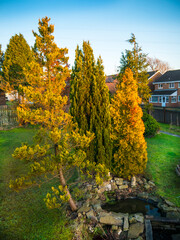 Obraz premium The setting sun lighting up the conifer trees around my garden pool. We have 18 large trees in our suburban garden that oxygenate the air around the house.
