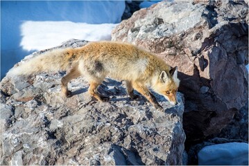 wild fox in the snow