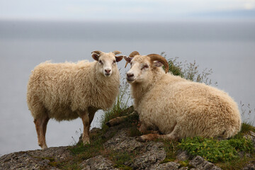 Schaf / Sheep / Ovis..