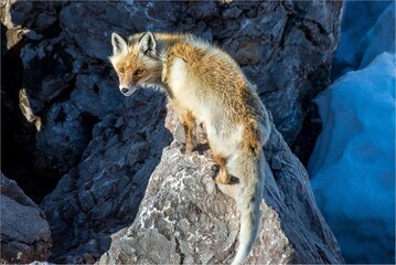 fox on the rocks