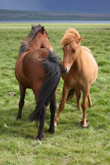 Islandpferd / Icelandic horse / Equus ferus caballus
