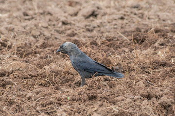 Western Jackdaw (Corvus monedula) in field