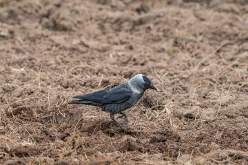 Western Jackdaw (Corvus monedula) in field