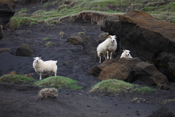 Obraz premium Schaf / Sheep / Ovis..