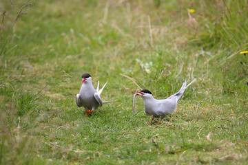Küstenseeschwalbe / Arctic tern / Sterna paradisaea..