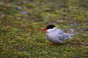 Küstenseeschwalbe / Arctic tern / Sterna paradisaea