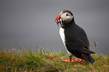 Papageitaucher / Atlantic puffin / Fratercula arctica..