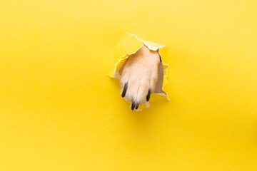 dog paw sticking out in hole in a yellow torn piece of paper