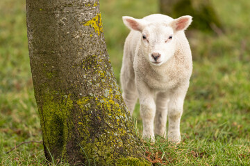 Cute lamb in the spring meadow.