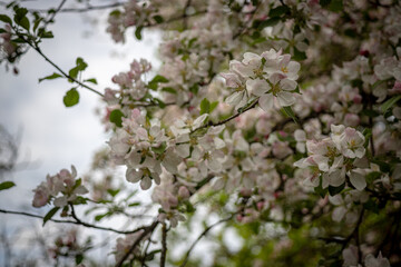 Apple tree. Flowering apple branch.	