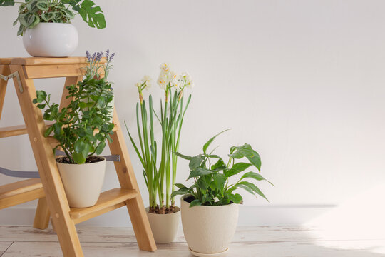 house plants on wooden ladder indoor