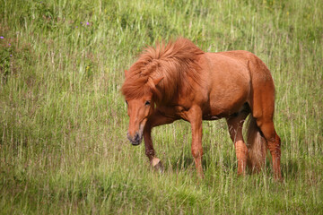 Islandpferd / Icelandic horse / Equus ferus caballus