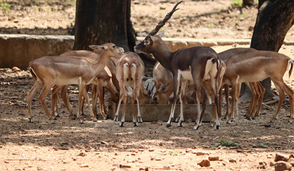 A herd of deer eats food. With blurred background