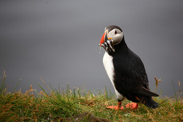 Papageitaucher / Atlantic puffin / Fratercula arctica..