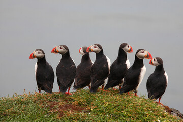 Papageitaucher / Atlantic puffin / Fratercula arctica