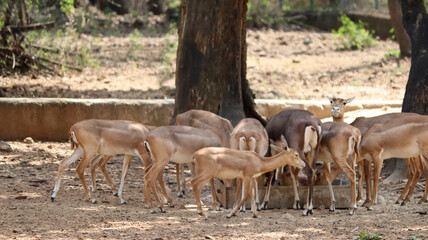 A herd of deer eats food. With blurred background