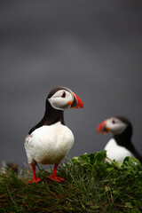 Papageitaucher / Atlantic puffin / Fratercula arctica