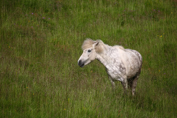 Islandpferd / Icelandic horse / Equus ferus caballus
