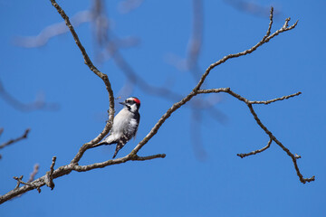 Male downy woodpecker lets the chips fly while pecking a small branch