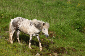 Islandpferd / Icelandic horse / Equus ferus caballus