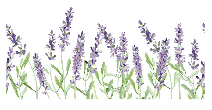Watercolor lavender seamless border for wedding card. Hand painted vintage violet flowers with leaves and branch isolated on white background. Spring wildflowers wreath illustration for invite card