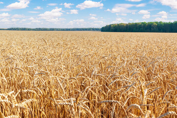  Ripe ears of wheat. Ripe wheat field with forest on the horizon.