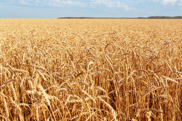 Ripe ears of wheat. A field of ripe wheat stretching into the distance to the horizon.