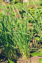 Green bushes of young garlic in garden in spring close-up