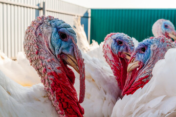 Heads of male domestic white turkeys. Breeding turkeys on a farm. - obrazy, fototapety, plakaty