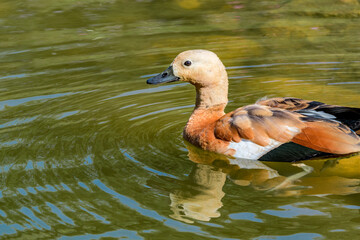 Immature Ruddy Shelduck (Tadorna ferruginea) in park