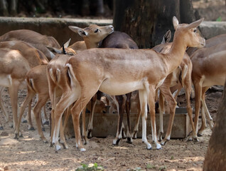 The deer stand in a herd. With blurred background