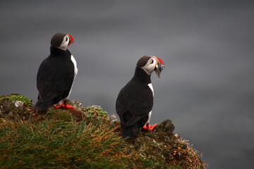 Papageitaucher / Atlantic puffin / Fratercula arctica..