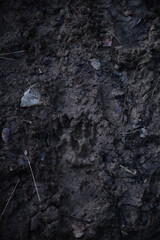 wolf footprint in the mud