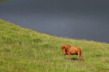 Islandpferd / Icelandic horse / Equus ferus caballus